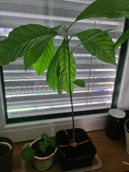 Avokado rastlinka